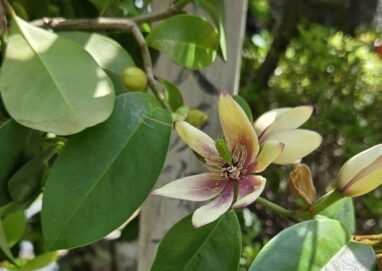 養生便り　小満　一昌